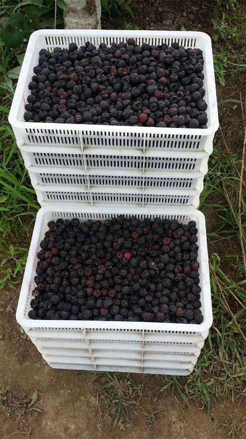 黑树莓鲜果