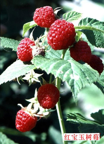 宝尼-夏果型树莓