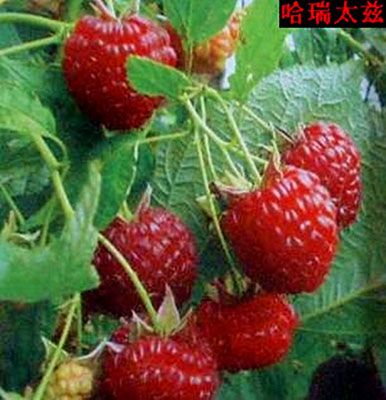 哈瑞太兹-双季树莓