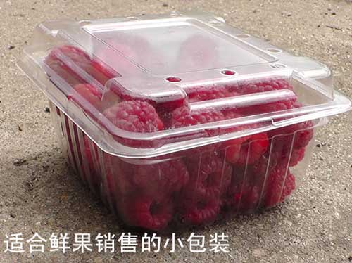 秋福-双季树莓,树莓苗,树莓果