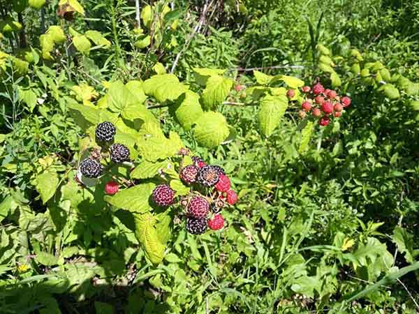 长期供应双季树莓苗