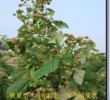 四川树莓