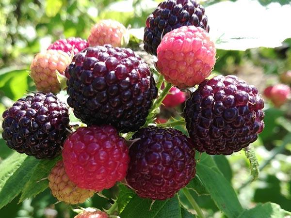 黑树莓结果枝